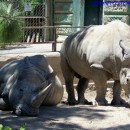 zoo-palermo-buenos-aires-9