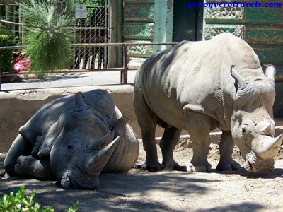 zoo-palermo-buenos-aires-9