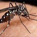 dengue