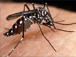 dengue