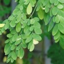 moringa