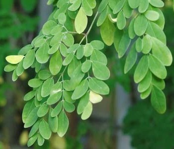 moringa