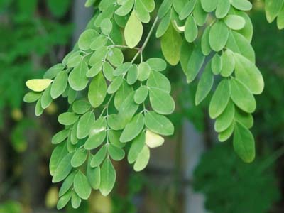 moringa