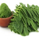 moringa1