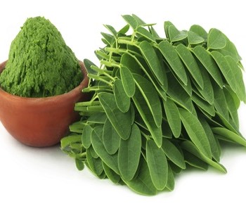 moringa1