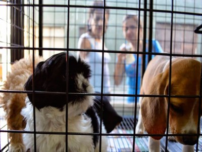 05 de Septiembre-Prohíben en la Ciudad de Buenos Aires la exhibición de animales en las vidrieras de los comercios para su venta