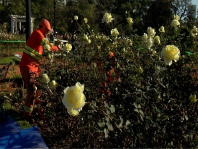 La Ciudad realizara un sorteo para repartir cien tallos de rosas del Rosedal de Palermo