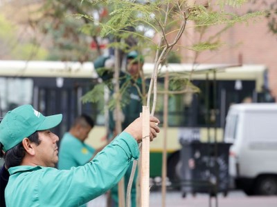 Ciudad plantará más de 16.000