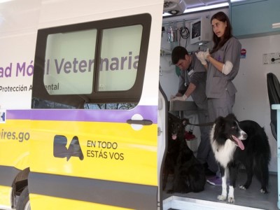 05 de Agosto-Castraciones y atención clínica veterinaria gratuita en la ciudad_