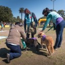 Jornadas de adopción para perros y gatos en el Parque Avellaneda_
