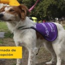 25 de Junio-Jornada de adopción responsable de mascotas en el Parque Rivadavia_