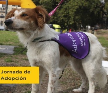 25 de Junio-Jornada de adopción responsable de mascotas en el Parque Rivadavia_