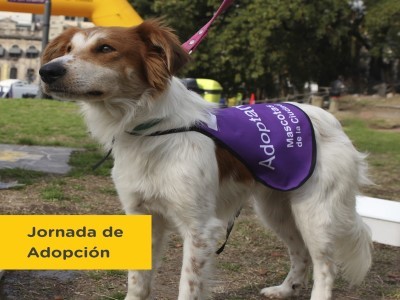 25 de Junio-Jornada de adopción responsable de mascotas en el Parque Rivadavia_